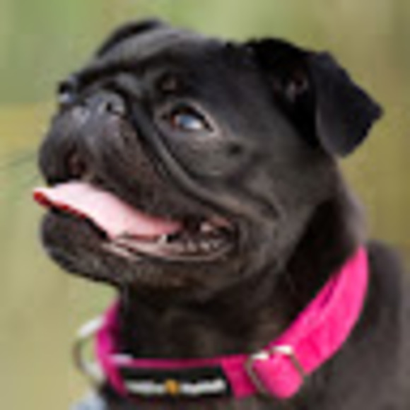 gwentheblackpug
